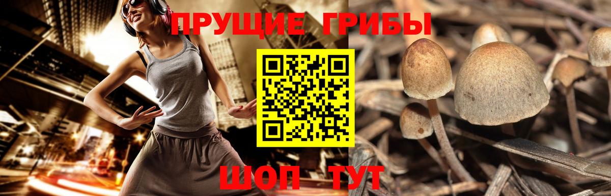Асино  Галлюциногенные грибы прущие грибы  Галлюциногенные грибы Magic Shrooms  Вход с VPN 
